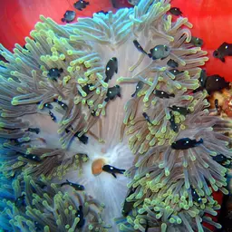 Magnificent Anemone, photo 10