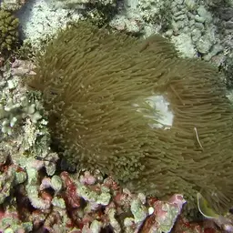 Magnificent Anemone, photo 12