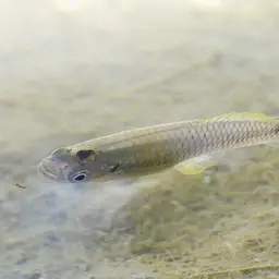 Spottail Killifish, photo 2