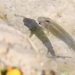 Spottail Killifish, photo 3