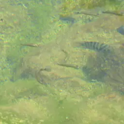 Spottail Killifish, photo 4