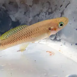 Spottail Killifish, photo 5