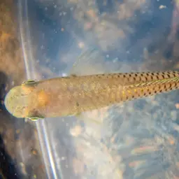 Spottail Killifish, photo 6