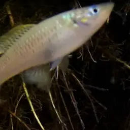 Spottail Killifish, photo 7