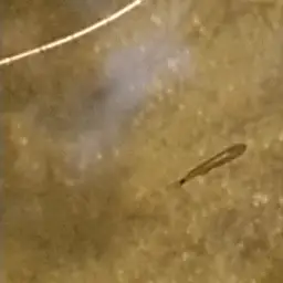 Spottail Killifish, photo 8