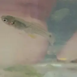 Spottail Killifish, photo 9