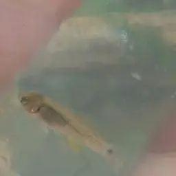 Spottail Killifish, photo 10