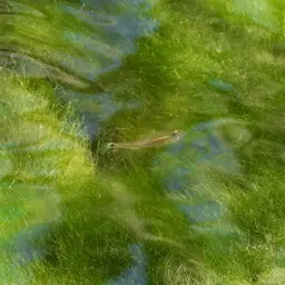 Spottail Killifish, photo 11