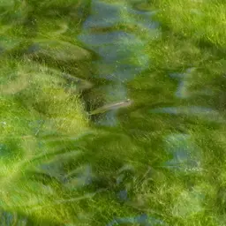 Spottail Killifish, photo 12