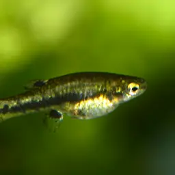 Least Killifish