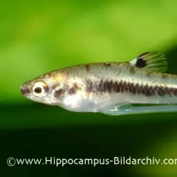 Least Killifish, photo 3