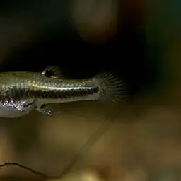 Least Killifish, photo 4