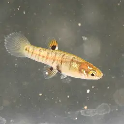 Least Killifish, photo 5