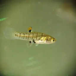 Least Killifish, photo 6