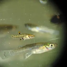Least Killifish, photo 8
