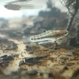 Least Killifish, photo 9