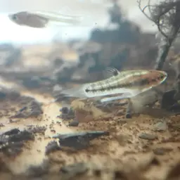 Least Killifish, photo 10
