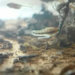 Least Killifish, photo 11