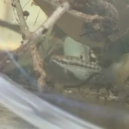 Least Killifish, photo 12