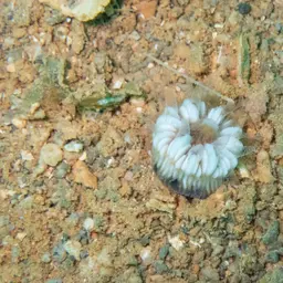 Striped Bum Coral, photo 2