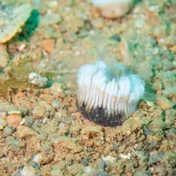 Striped Bum Coral, photo 4