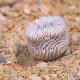 Striped Bum Coral, photo 5