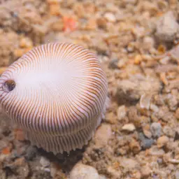Striped Bum Coral, photo 6