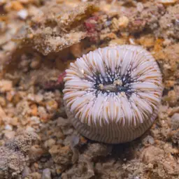 Striped Bum Coral, photo 7