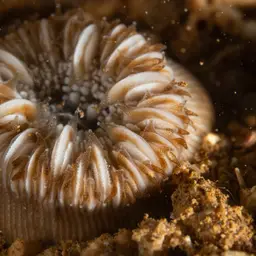 Striped Bum Coral, photo 8