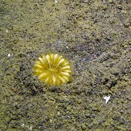 Striped Bum Coral, photo 9