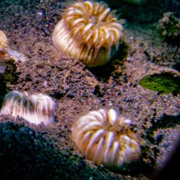 Striped Bum Coral, photo 10