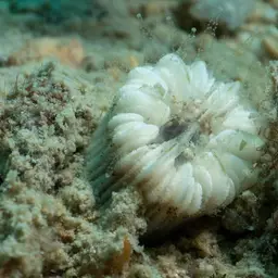 Striped Bum Coral, photo 12