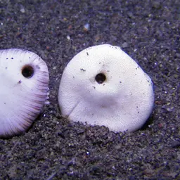 Striped Bum Coral, photo 1