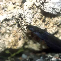 Stinging Catfish, photo 1