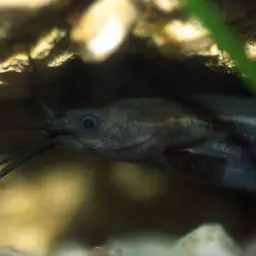 Stinging Catfish, photo 2