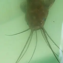 Stinging Catfish, photo 3