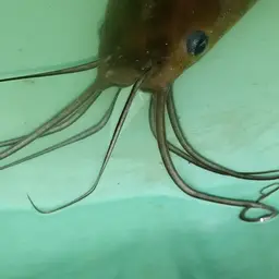 Stinging Catfish, photo 4