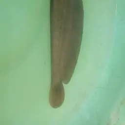 Stinging Catfish, photo 5