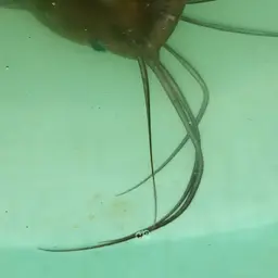 Stinging Catfish, photo 6