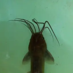 Stinging Catfish, photo 7