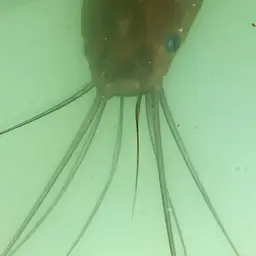 Stinging Catfish, photo 8