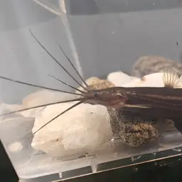 Stinging Catfish, photo 9