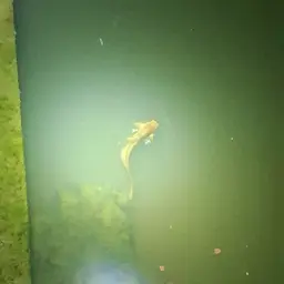 Stinging Catfish, photo 10