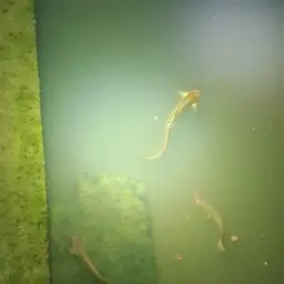 Stinging Catfish, photo 11