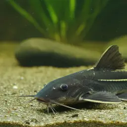 Stinging Catfish, photo 12