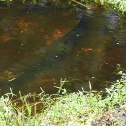 African Arowana, photo 2