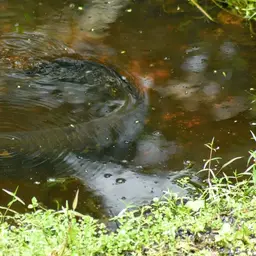 African Arowana, photo 3