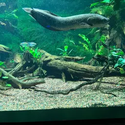 African Arowana