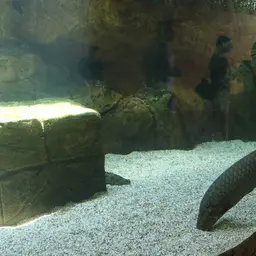 African Arowana, photo 5