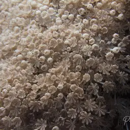 Pulsating Xenid, photo 4